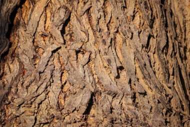 Doğal arka plan, ağaç kabuğu dokusu deseni çatlak eski kahverengi, dikişsiz döşeme dokusu, gövde dokusu, kalın ağaç gövdesi yakın plan, neem ağacı gövdesi,