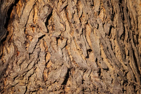 Natural Background Bark Texture Background Pattern Crack Old Brown Seamless — Stock Photo, Image