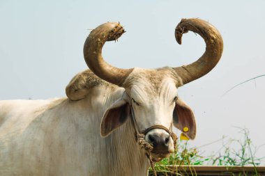 Beyaz güzel Hint öküzü görünümlü kamera seçici odaklı, boğalar kırsal köy Gujaratı, Hindistan,
