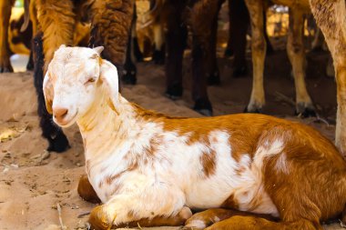 Gujarat 'taki yerli Hintli keçi, yazın çiftlikte vahşi yaşam için güzel koyunlar ve keçiler.