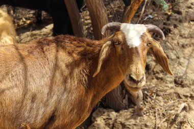 Gujarat 'taki yerli Hintli keçi, yazın çiftlikte vahşi yaşam için güzel koyunlar ve keçiler.