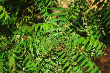Yakın yaprak bulanık arkaplan, azadirachta indica - yaprakları doğal arkaplan ile Medicinal Neem 'in Neem ağacı kabuğu olarak bilinir
