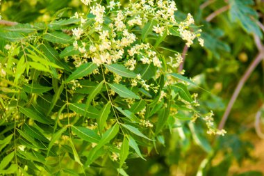 Yakın yaprak bulanık arkaplan, azadirachta indica - yaprakları doğal arkaplan ile Medicinal Neem 'in Neem ağacı kabuğu olarak bilinir