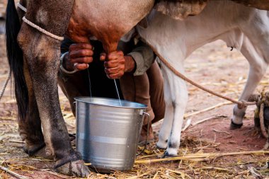 calf drinking milk from cow,calf drinking milk from mother cow udder in stable at agricultural animal exhibition