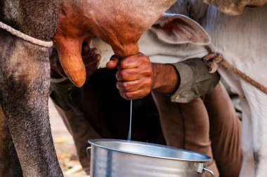 ,indian women milking cow with hands,details of manual milking milk in small Indian rural farm