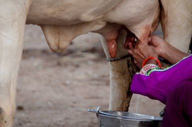 Indian woman milking from cow udders in a bucket in traditional look,milking cow, selective focus,worker milks cows at farm.