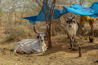 Ov, genç, grup halinde yürüyen, İnekler Hindistan 'ın kırsalında dinleniyor, seçici bir odak noktası.
