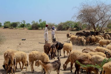 2019 Kutch, Gujarat / Hindistan Hint çoban çiftçisi otlamak için bir keçi sürüsüyle el ele duruyor.