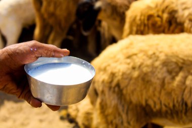 Goat milk, fresh and healthy sheep milk in steel bowl, goat milk close up view,