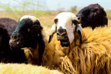 Keçi ve koyun sürüsü yakın görüş alanında.,