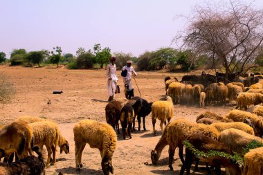 2019 Kutch, Gujarat Hindistanı Keçi sürüsü, keçi ve koyunlu Kızılderili çobanı