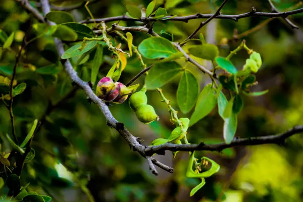Owoce Tamaryndowca Manilskiego Drzewie Owoce Tropikalne — Zdjęcie stockowe
