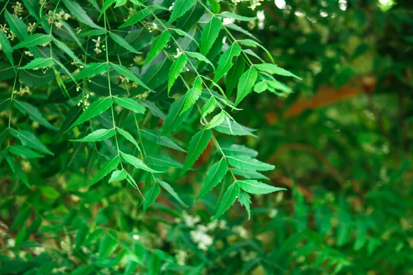 Neem Φύλλα Θαμπάδα Φόντο Azadirachta Indica Κοινώς Γνωστό Neem Φλοιό — Φωτογραφία Αρχείου