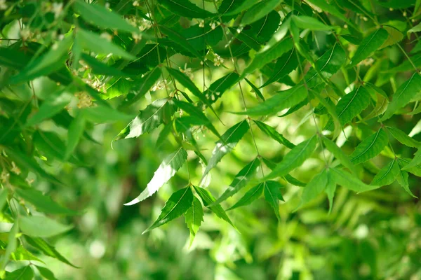 Medicinal Neem Leaves Neem Leaves Natural Background Azadirachta Indica Indian — Fotografia de Stock