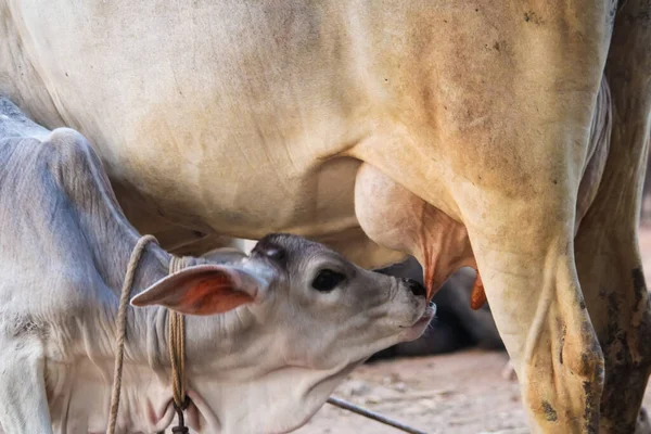 Indian Cow Calf Drinking Milk Spoon Mother Cow Farm Calf — Stok fotoğraf