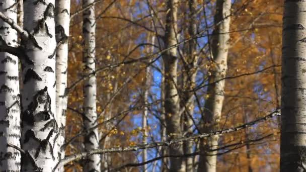 Árboles de abedul, Otoño, Parque — Vídeo de stock