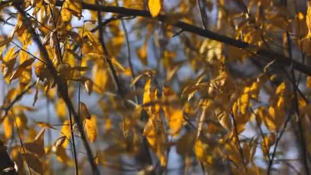 Willow tree in the park, wind — Stock Video