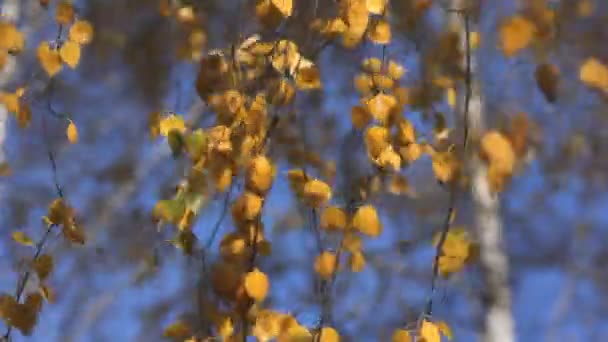 Birch trees leaves, Autumn, video — Stock Video