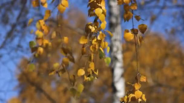 Birch trees leaves, Autumn, wind video — Stock Video