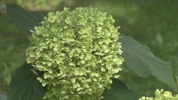 Hortênsia no jardim — Vídeo de Stock