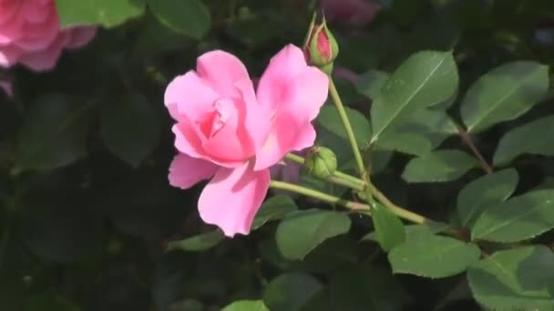 Pink rose, little — Stock Video