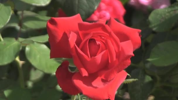 Rote Rose — Stockvideo