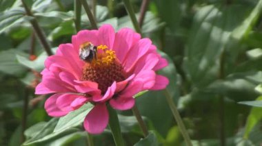 Bumblebee çiçek zinnia