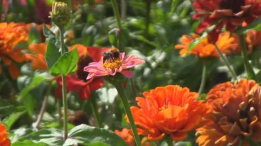 Bumblebee çiçek, tozlaşma