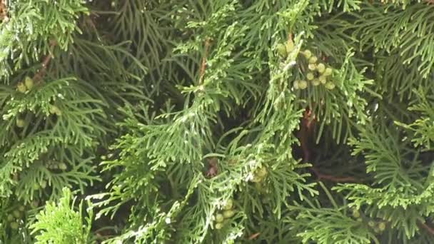 Arbustos ornamentales, jardín — Vídeos de Stock