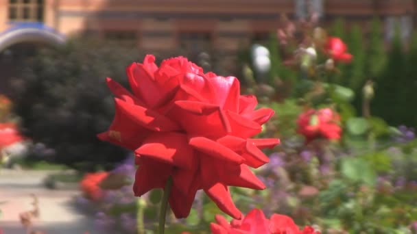 Rosa roja, jardín — Vídeos de Stock