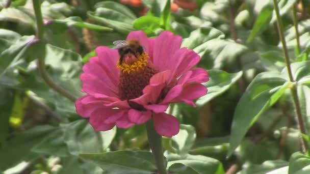 バンブルビーの花の上のヒャクニチソウは、受粉 — ストック動画