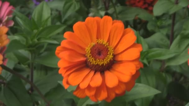 Zinnia, blomma — Stockvideo