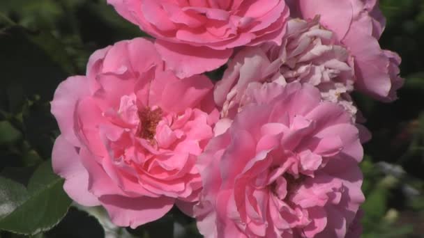Розовые розы — стоковое видео
