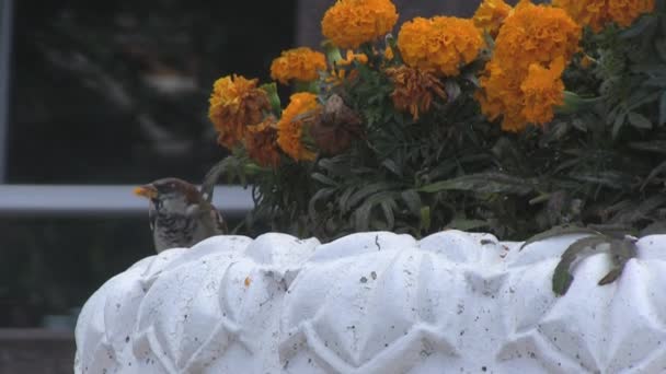 Flowers, marigolds, sparrows — Stock Video
