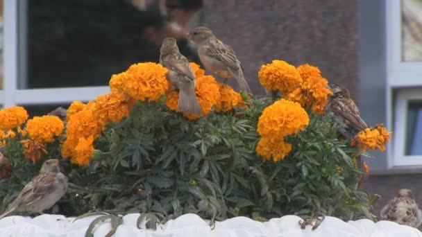 Flowers, marigolds, sparrows, summer — Stock Video
