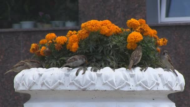 Sparrows are eating marigolds, flowers — Stock Video