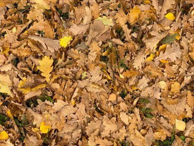 Duvar kağıdı veya web sitesi tasarımı için parlak kırmızı yapraklar, güzel doku