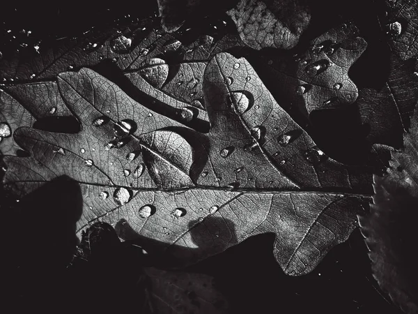 Increíble imagen de hojas en blanco y negro, procesamiento artístico para el papel pintado horizontal o diseño de sitios web, hermoso —  Fotos de Stock