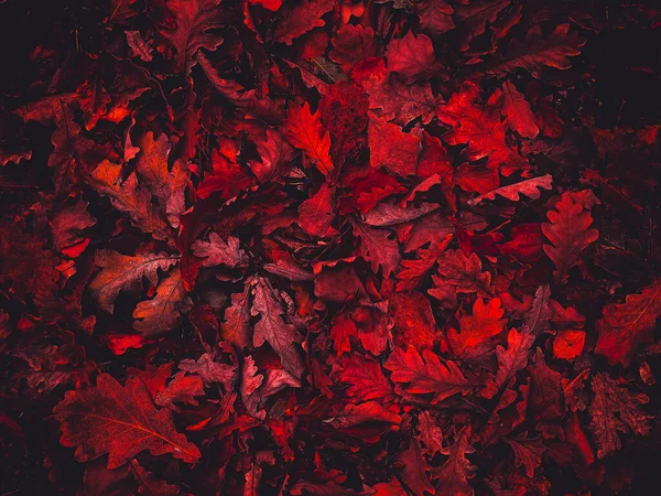 Feuilles rouges, traitement artistique pour la conception de papier peint ou site Web, belle — Photo