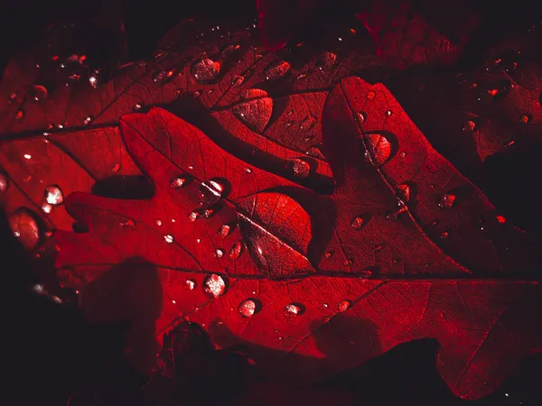 Incredibili foglie rosse brillanti, elaborazione artistica per carta da parati o design del sito web, bella — Foto Stock