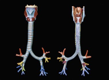 trakeobronşiyal ağacın üzerine siyah izole