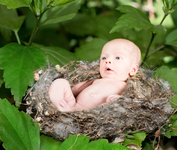 初生婴儿在 humingbird 巢 — 图库照片