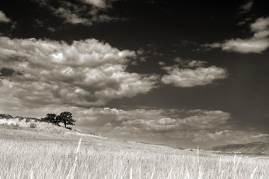 çimenli alan iki ağaçta sepya bulutlu bir gökyüzü ile