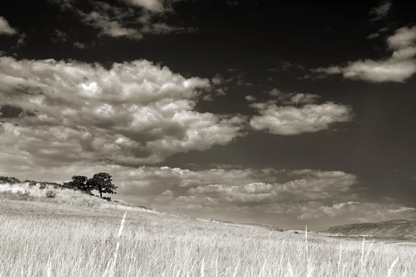 Çimenli alan iki ağaçta sepya bulutlu bir gökyüzü ile — Stok fotoğraf