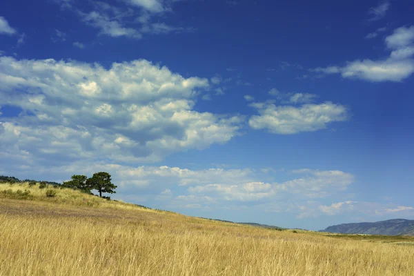 Grassy meadow with two trees and a cloudy sky — Stock Photo, Image