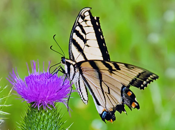 Kelebek ve koni çiçeği