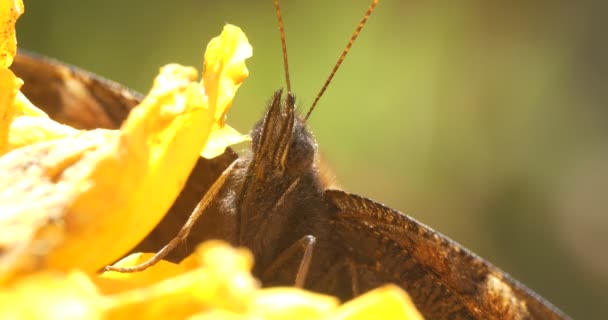 Έντομα Πεταλούδα Του Ματιού Του Παγόβουνου Κάθεται Ένα Κίτρινο Λουλούδι — Αρχείο Βίντεο