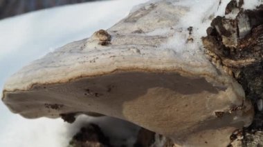 İlaç fabrikaları, ev eczaneleri. Viral ve pulmoner hastalıklar için kullanılan bir huş ağacının gövdesinde büyüyen büyük bir mantar. Sibirya 'da. Kamera hareket ediyor..