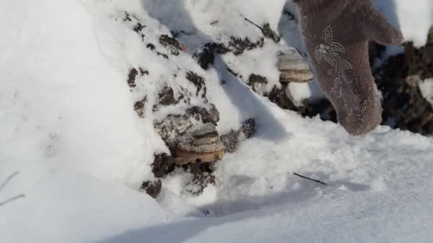 눈덮인 여성이 쓰러진 나무의 줄기에 자라고 땜장이 버섯을 제거하려 시베리아 — 비디오