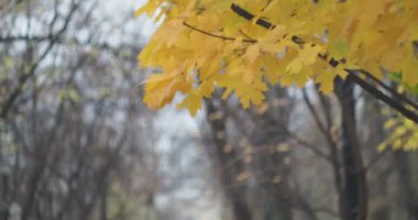 Mevsimler, sonbahar. Şehir parkının ara sokağındaki ağaçlar güzel sarı yapraklarla kaplı. Moskova. Kamera hareket ediyor..